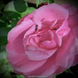 Location: My garden
Date: 2020-06-19
Full rose bloom