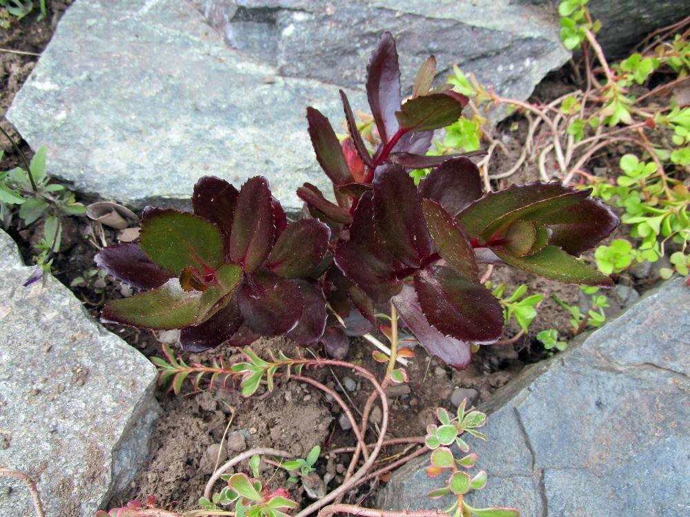 Photo of Sedum (Hylotelephium Candy™  Chocolate Drop) uploaded by lauribob