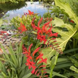 Location: My garden in Warrenville, SC
Date: 2020-06-19
Lucifer overlooking the koi pond