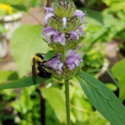 Location: Wilmington, Delaware USA
Date: 2020-06-21
Bumblebees love this native species.