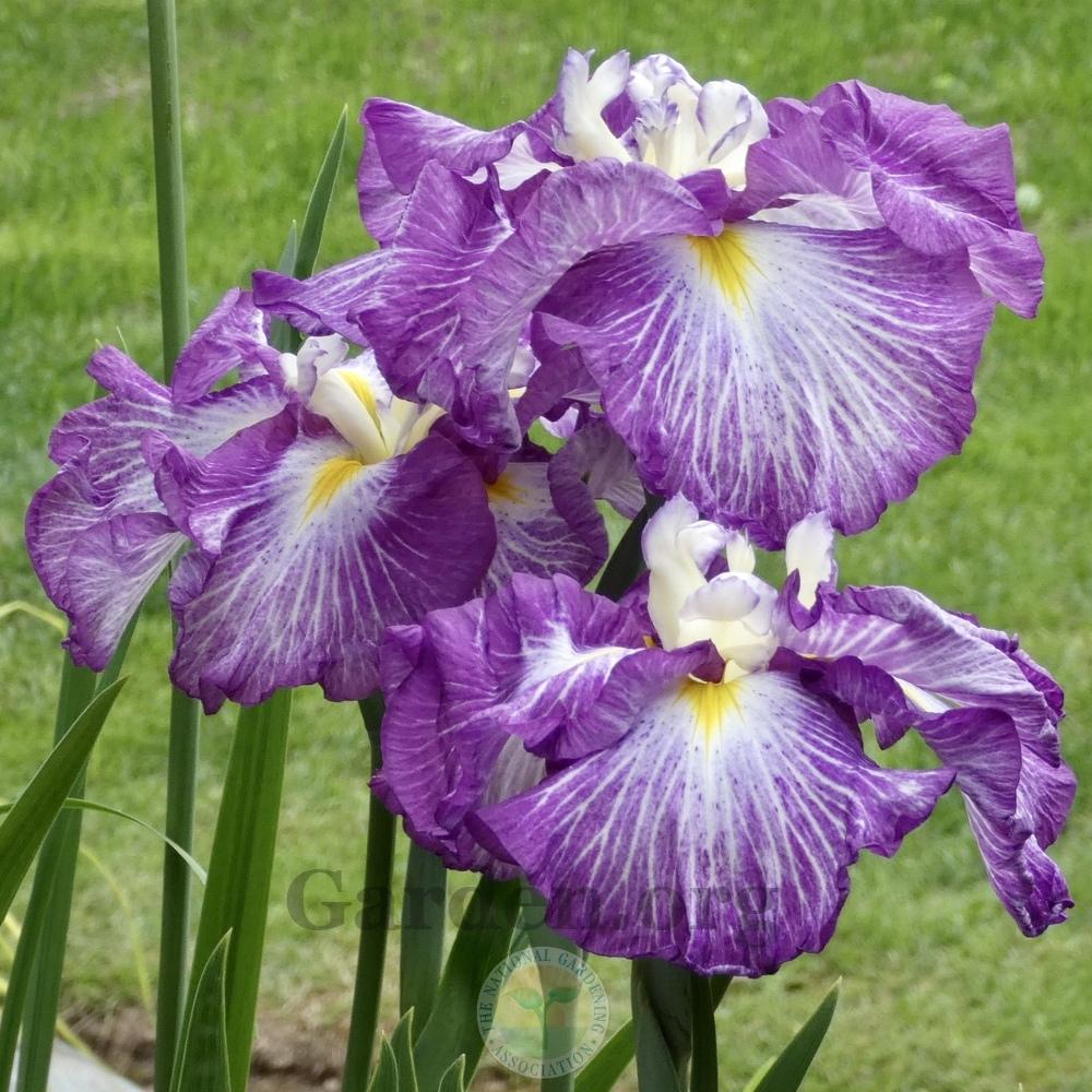Photo of Japanese Iris (Iris ensata 'Sunrise Ridge') uploaded by Patty