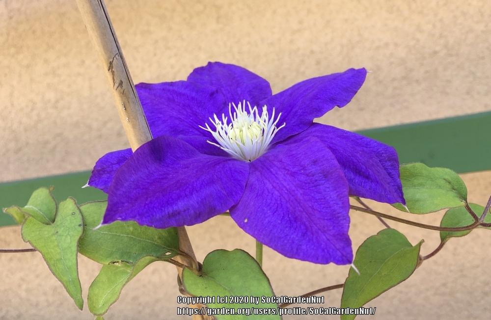 Photo of Clematis 'H.F. Young' uploaded by SoCalGardenNut