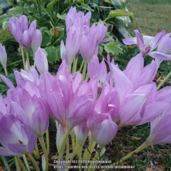 Location: Chicago
Date: October
This is the most prolific passalong colchicum I have ever grown.