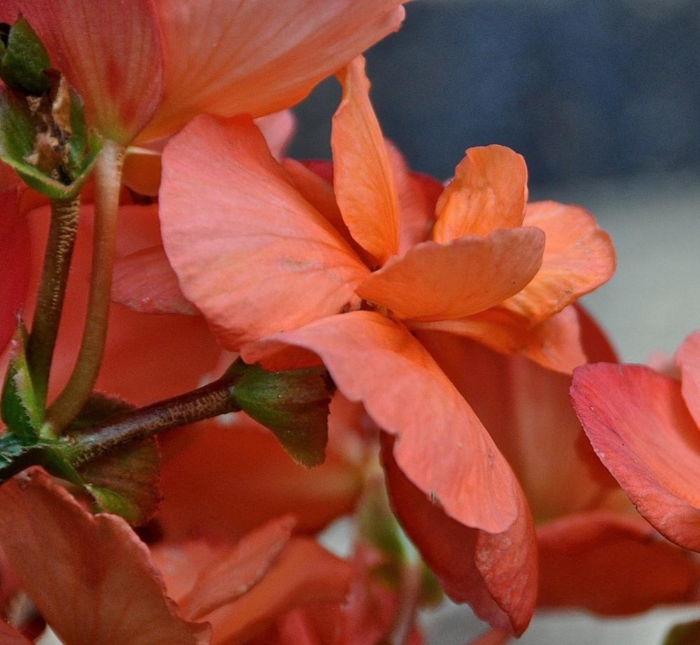 Photo of Begonia (Begonia x hiemalis Solenia® Apricot) uploaded by Fleur569