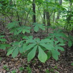 Location: Susquehannock State Park in southeast PA
Date: 2020-06-20
some big leaves