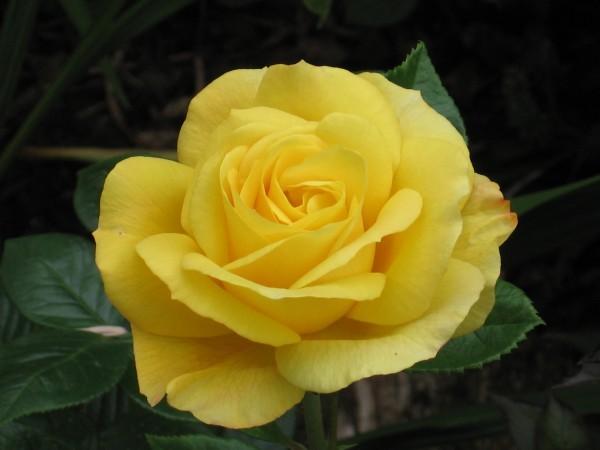 Photo of Floribunda Rose (Rosa 'Arthur Bell') uploaded by Yorkshirelass