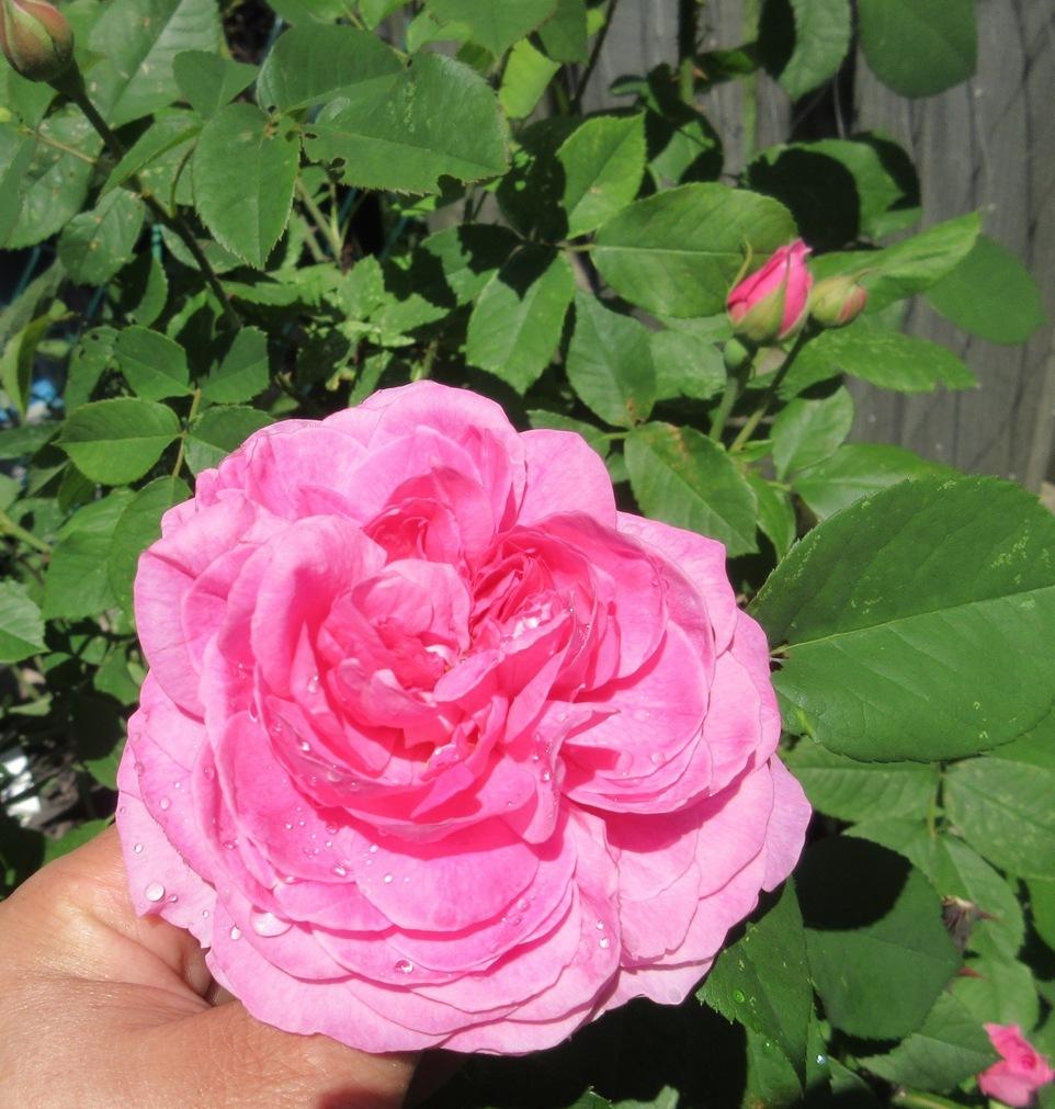 Photo of Rose (Rosa 'Gertrude Jekyll') uploaded by janelp_lee