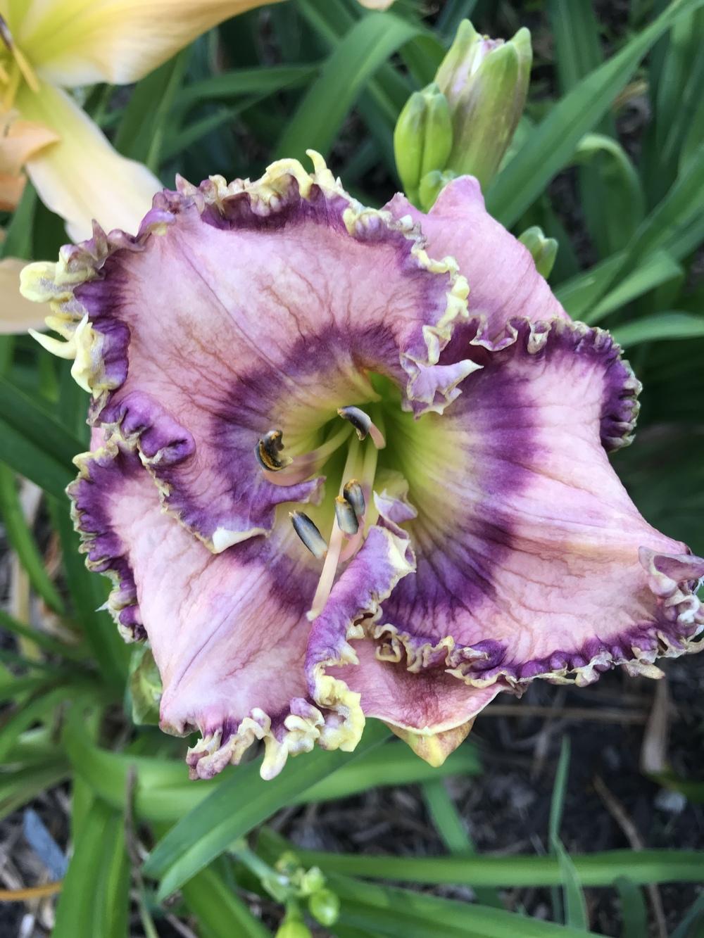 Photo of Daylily (Hemerocallis 'Ruffles Have Ripples') uploaded by jdseely1