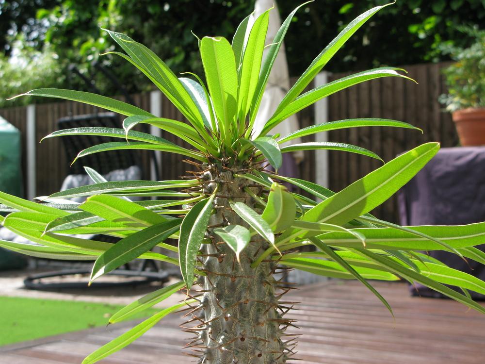 Photo of Madagascar Palm (Pachypodium lamerei) uploaded by ketsui73