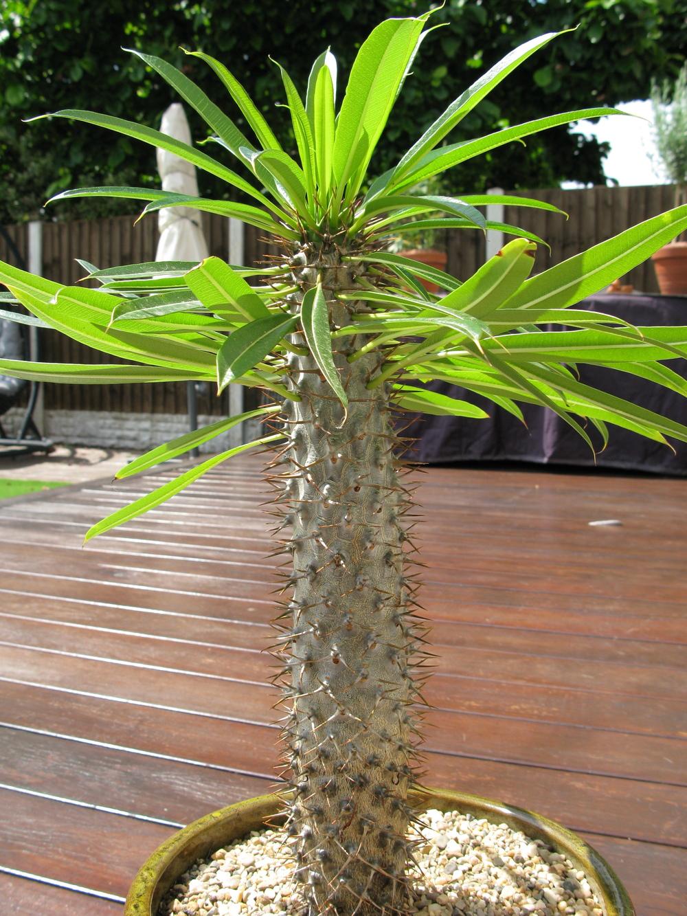 Photo of Madagascar Palm (Pachypodium lamerei) uploaded by ketsui73