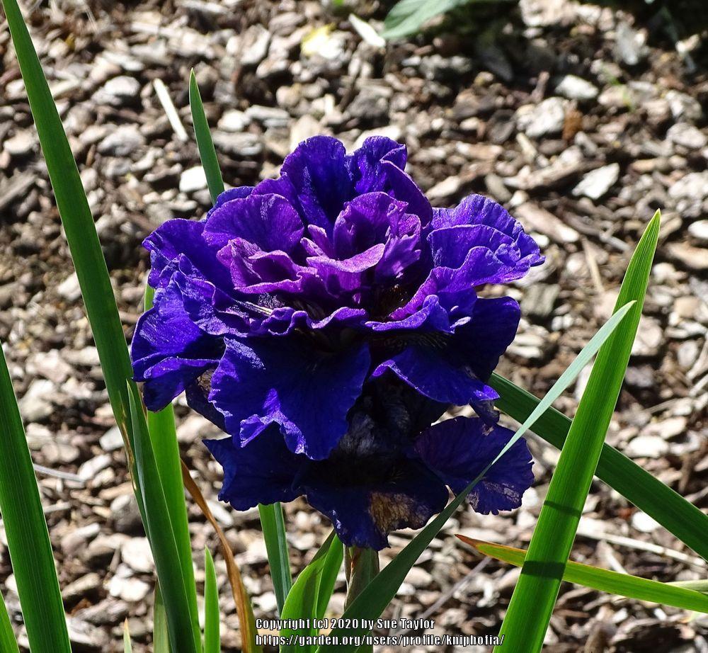 Photo of Siberian Iris (Iris 'Concord Crush') uploaded by kniphofia