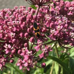 Location: Brownstown PA 17508
Date: 2020-06-22
Healthy bog garden plant w/Large Milkweed Bug