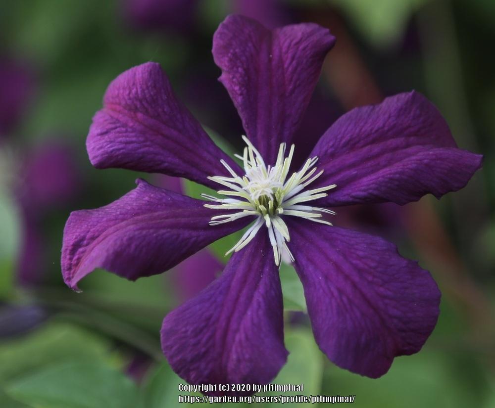Photo of Clematis (Clematis viticella 'Etoile Violette') uploaded by pitimpinai