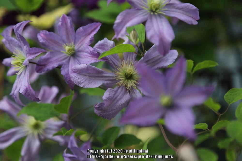 Photo of Clematis 'Prince Charles' uploaded by pitimpinai