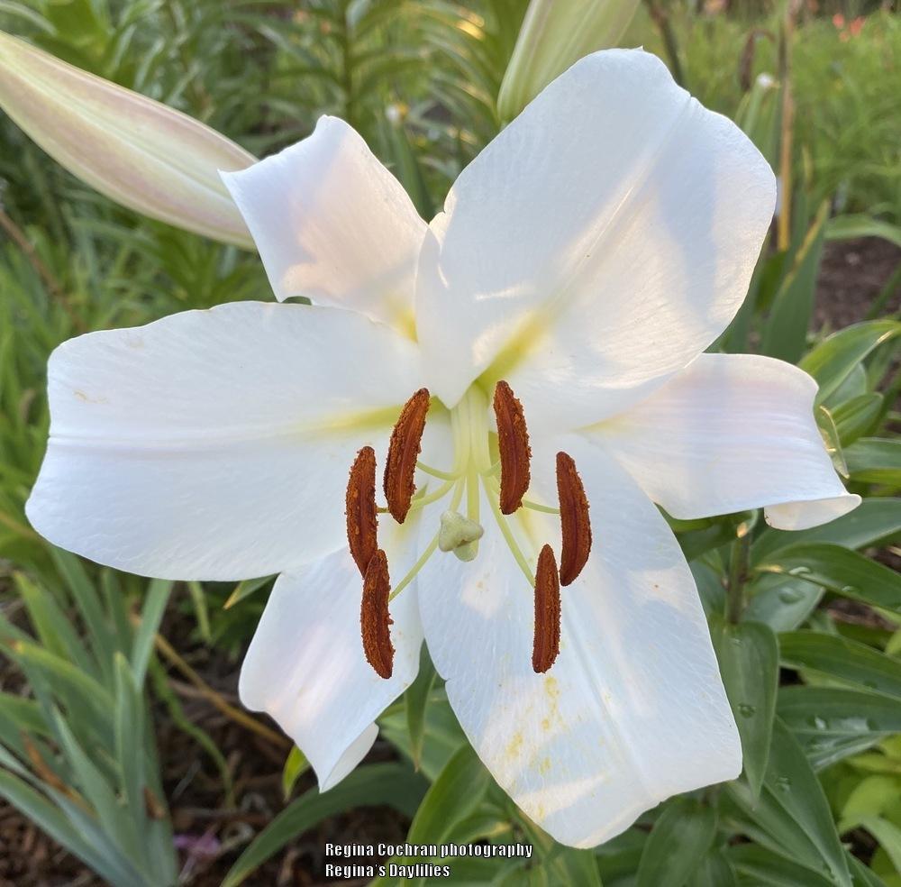 Photo of Lily (Lilium 'Zambesi') uploaded by scflowers
