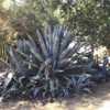 One of the biggest agaves I’ve ever seen