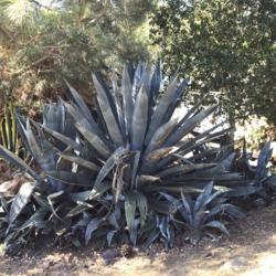 Location: CA
Date: 6/23/2020
One of the biggest agaves I’ve ever seen