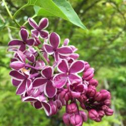 Location: Southern Maine
Date: 2017-05-31
There’s some variation in color of ‘Sensation’ lilacs per J