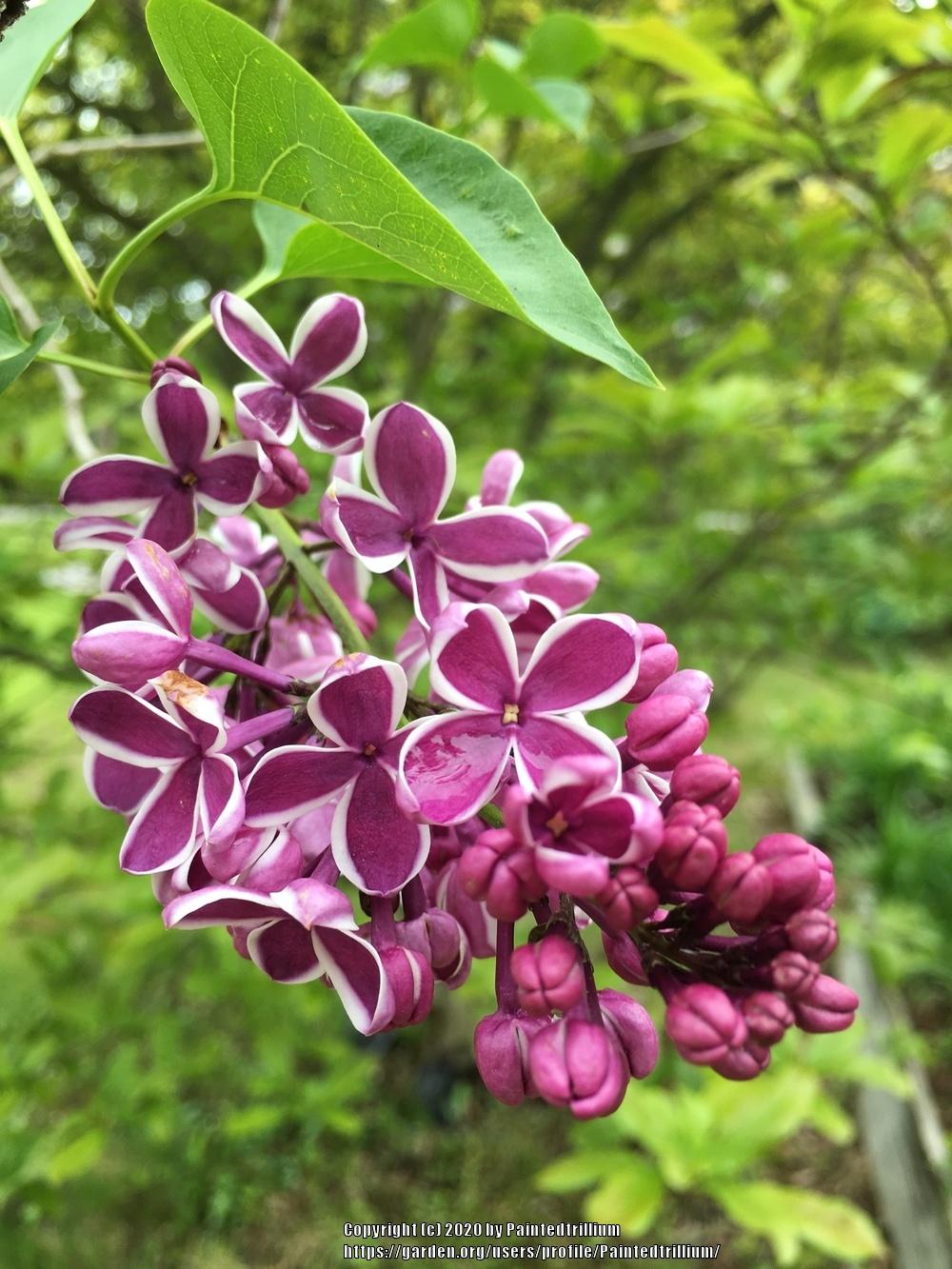 Photo of Common Lilac (Syringa vulgaris 'Sensation') uploaded by Paintedtrillium