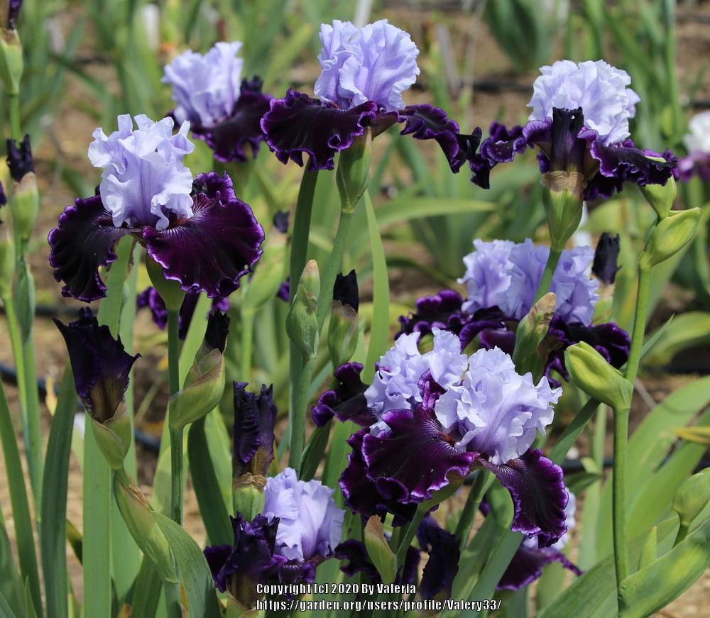 Photo of Tall Bearded Iris (Iris 'Wicked Good') uploaded by Valery33