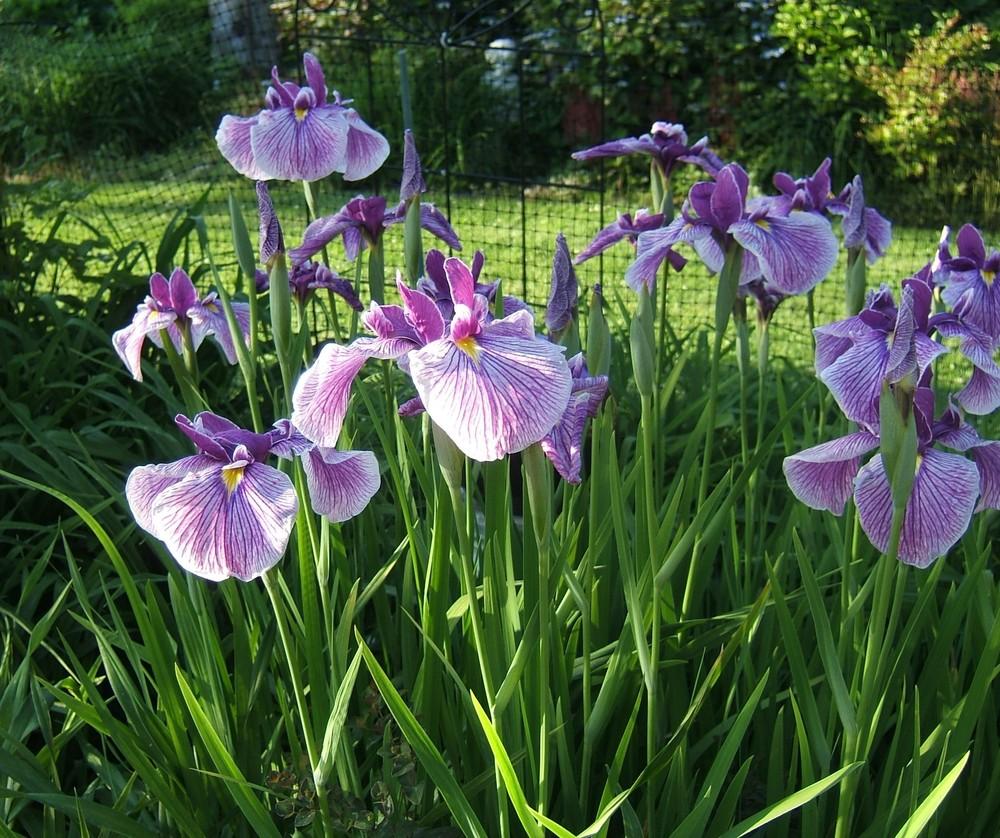 Photo of Japanese Iris (Iris ensata 'Prairie Glory') uploaded by pirl