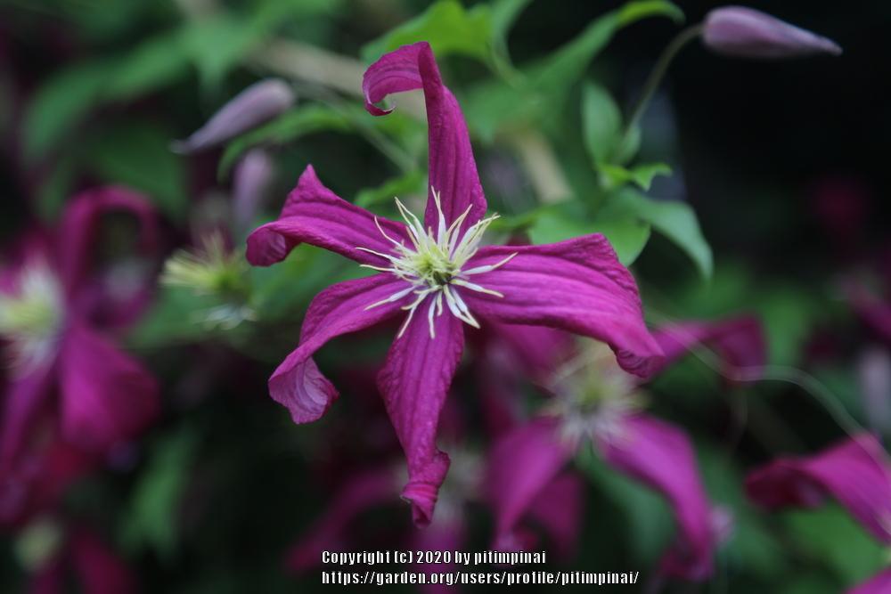Photo of Clematis (Clematis viticella 'Madame Julia Correvon') uploaded by pitimpinai