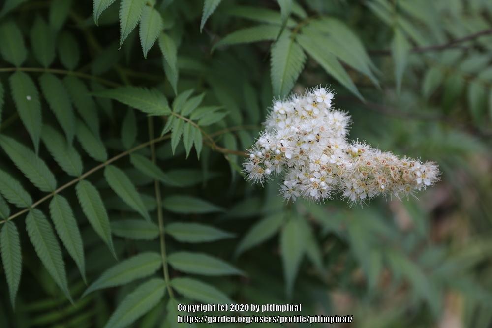 Photo of Staghorn Sumac (Rhus typhina) uploaded by pitimpinai