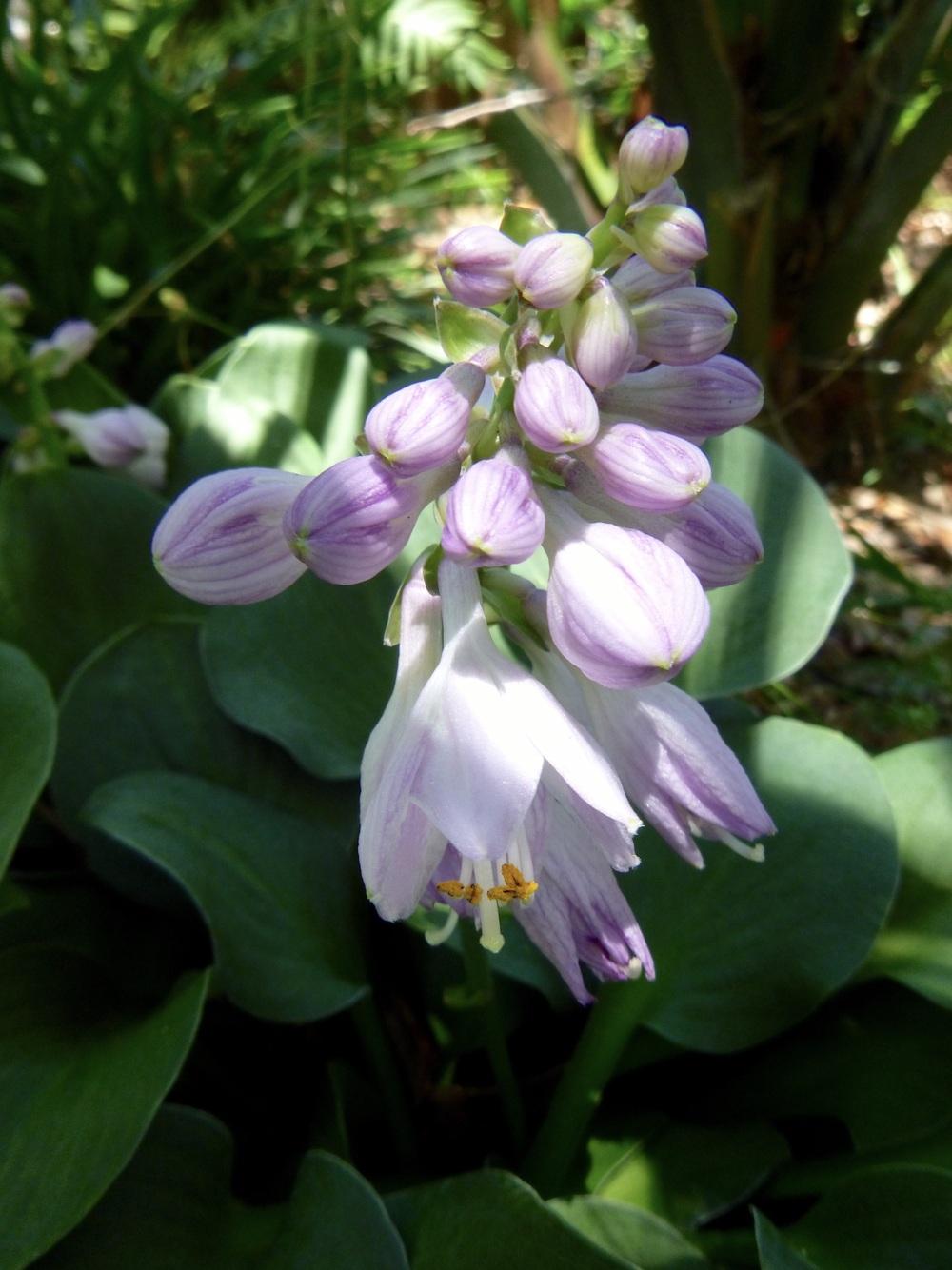 Photo of Hosta 'Blue Mouse Ears' uploaded by scvirginia