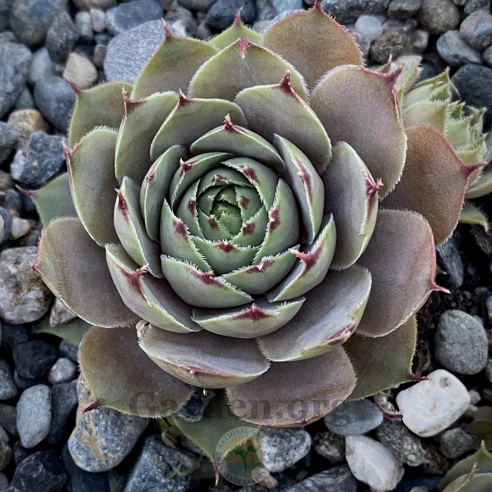 Photo of Hen and Chicks (Sempervivum 'Pink Charm') uploaded by springcolor
