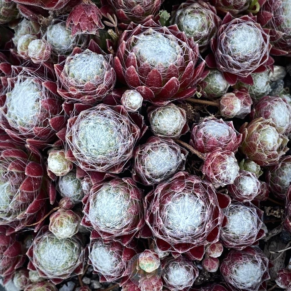 Photo of Hen and Chicks (Sempervivum arachnoideum 'Cobweb Buttons') uploaded by springcolor