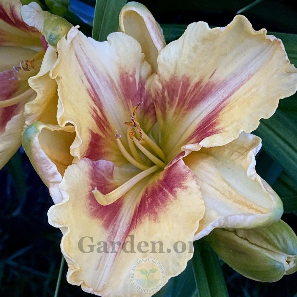 Photo of Daylily (Hemerocallis 'Wings of Chance') uploaded by springcolor