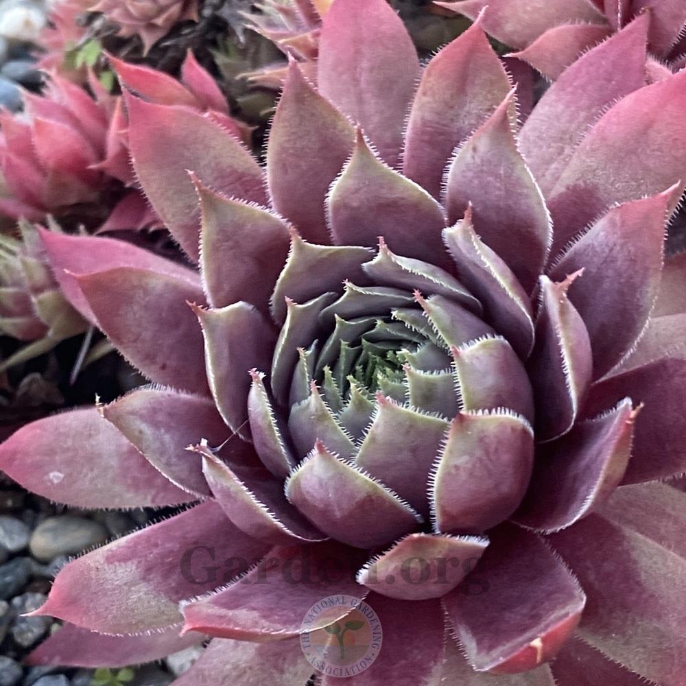Photo of Hen and Chicks (Sempervivum 'Pacific Jordan') uploaded by springcolor
