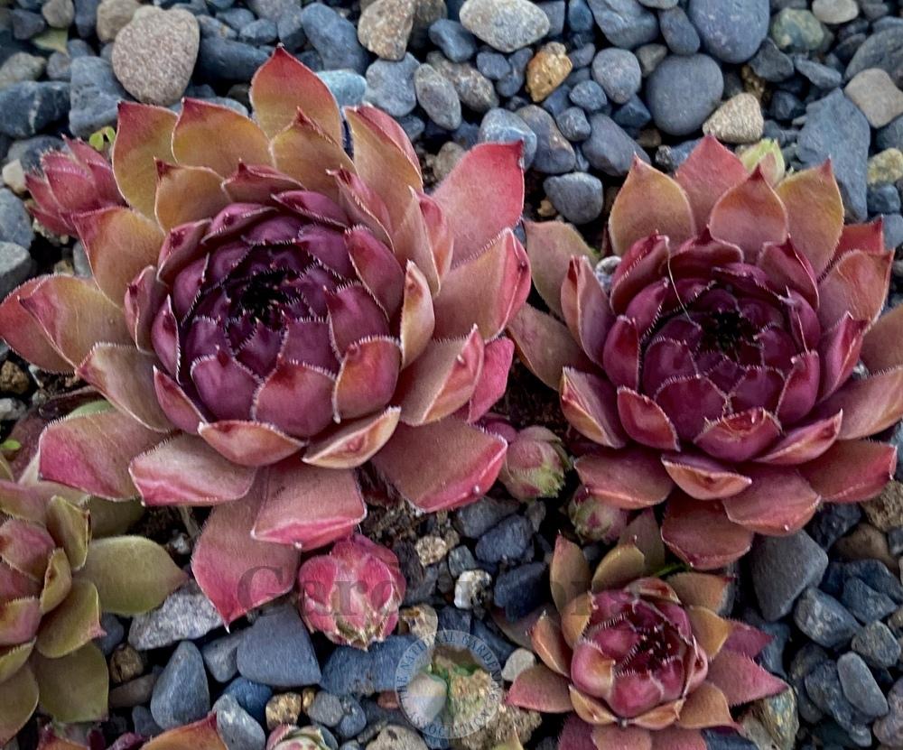 Photo of Hen and Chicks (Sempervivum 'Crispyn / Typ Wills') uploaded by springcolor