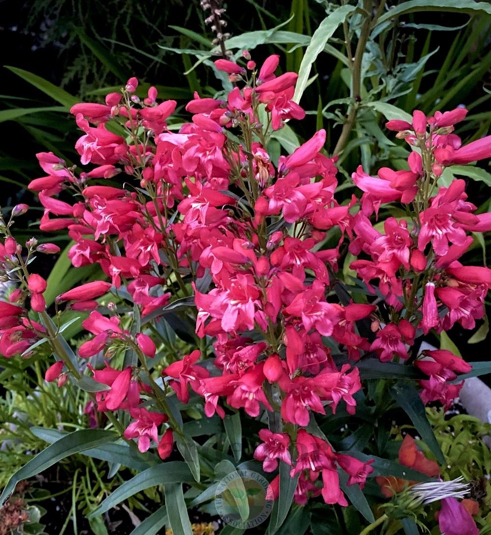 Photo of Penstemon Riding Hood Red uploaded by springcolor