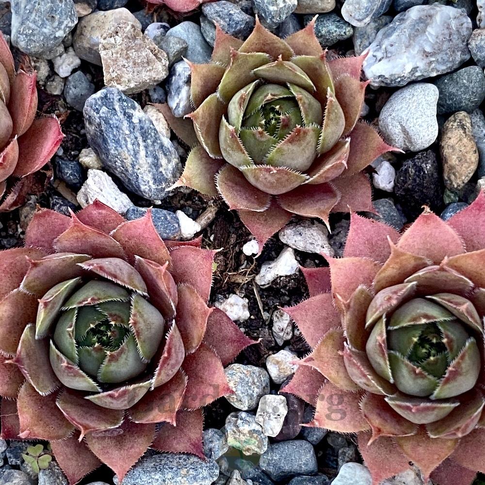 Photo of Hen and chicks (Sempervivum 'Pinkerine') uploaded by springcolor