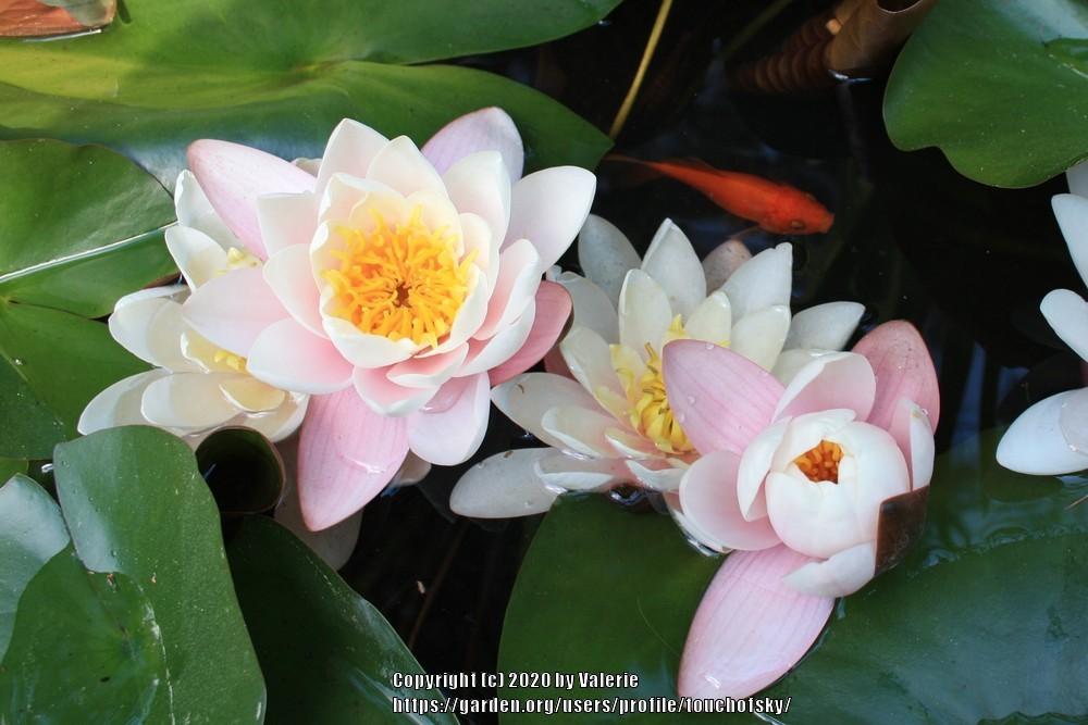Photo of Hardy Water Lily (Nymphaea 'Marliacea Carnea') uploaded by touchofsky