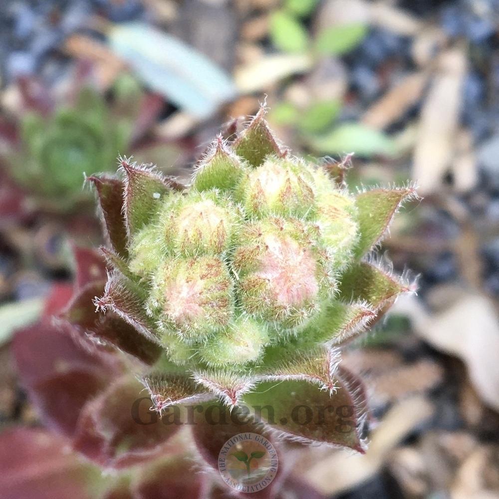 Photo of Hen and Chicks (Sempervivum 'Carnival') uploaded by BlueOddish