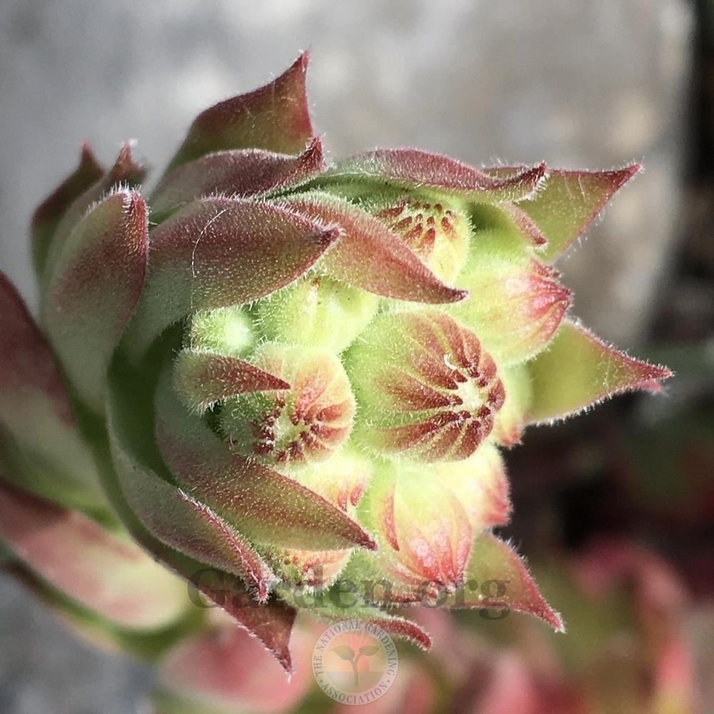 Photo of Hen and Chicks (Sempervivum 'Sioux') uploaded by BlueOddish