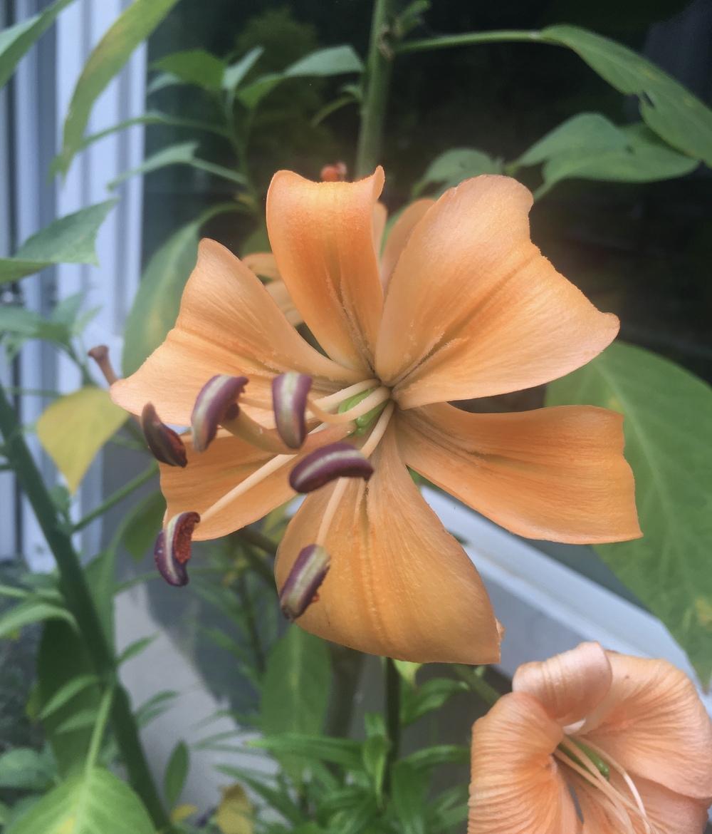 Photo of Lily (Lilium 'Pearl Stacey') uploaded by Calif_Sue