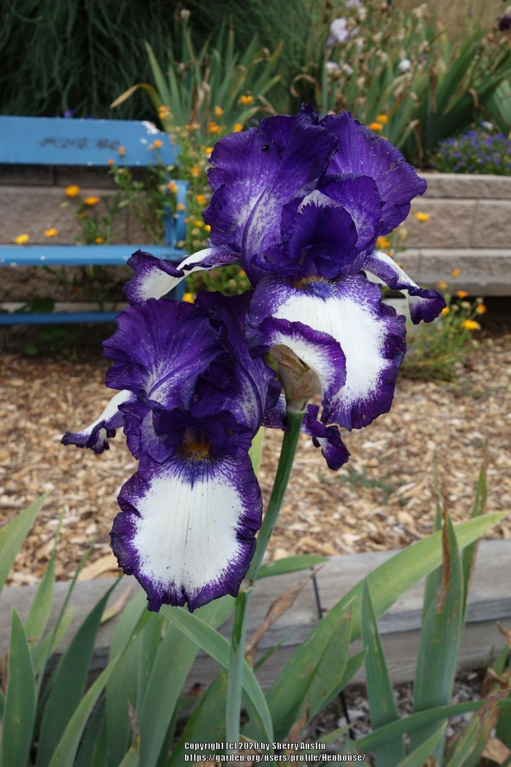 Photo of Tall Bearded Iris (Iris 'Stepping Out') uploaded by Henhouse