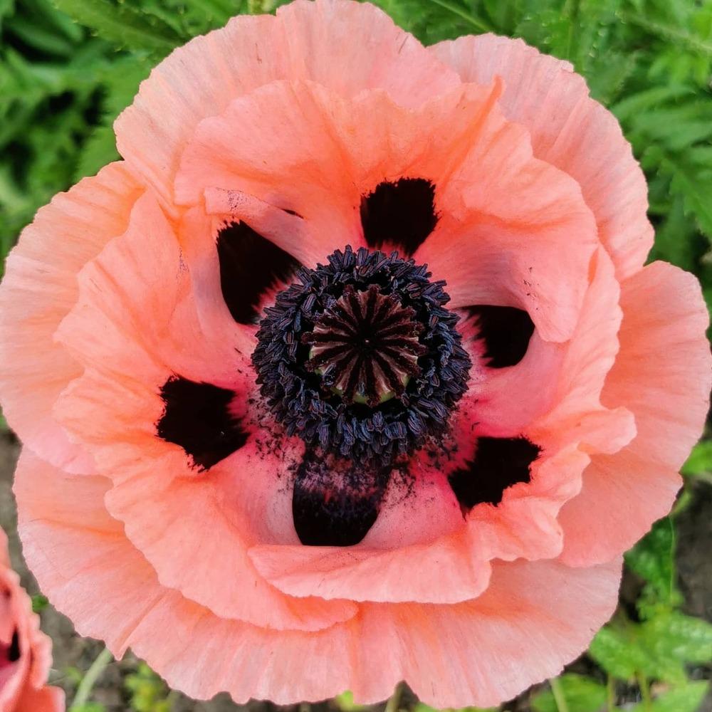 Photo of Oriental Poppy (Papaver orientale 'Princess Victoria Louise') uploaded by JLWilliams