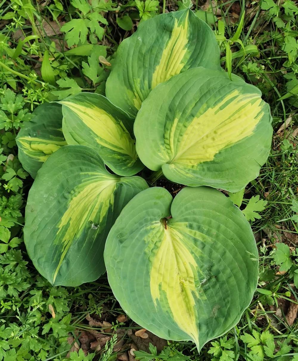 Photo of Hosta 'Dream Queen' uploaded by JLWilliams