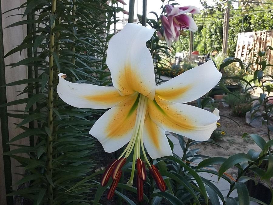 Photo of Lily (Lilium 'Mister Pistache') uploaded by Lucius93