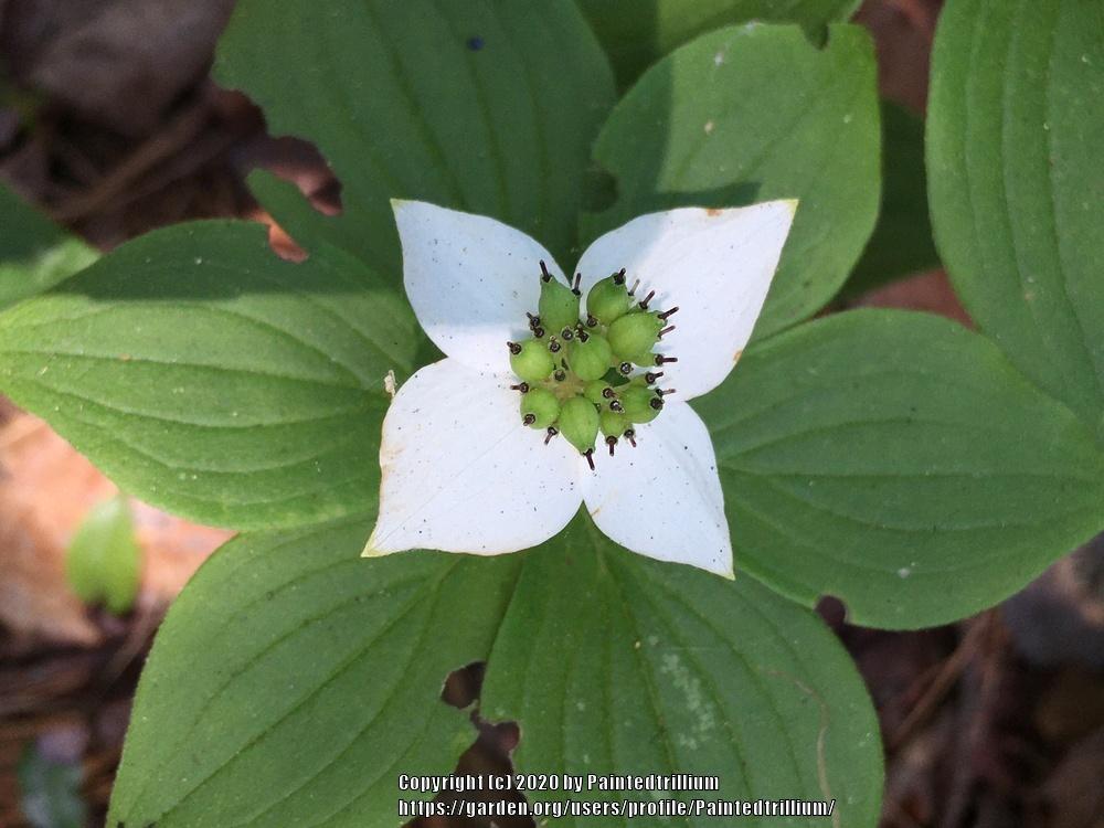 Photo of Bunchberry (Cornus canadensis) uploaded by Paintedtrillium
