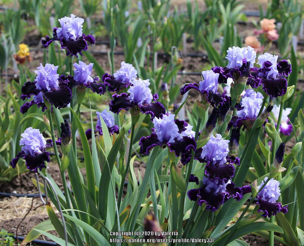 Photo of Tall Bearded Iris (Iris 'Wicked Good') uploaded by Valery33