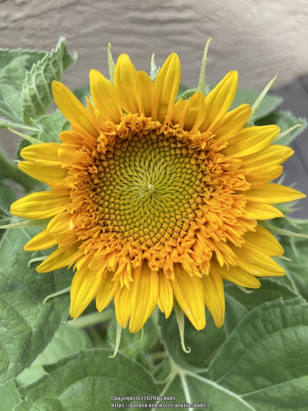 Photo of Dwarf Sunflower (Helianthus annuus 'Teddy Bear') uploaded by bubs