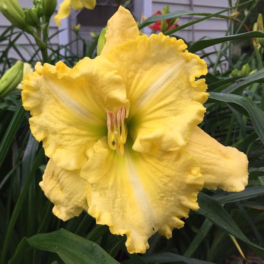 Photo of Daylily (Hemerocallis 'Annie Armstrong') uploaded by gregnc