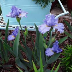 Location: My Caffeinated Garden, Grapevine, TX
Date: 2020-04-06
First blooms ever in my Caffeinated Garden! One of my favorite bl