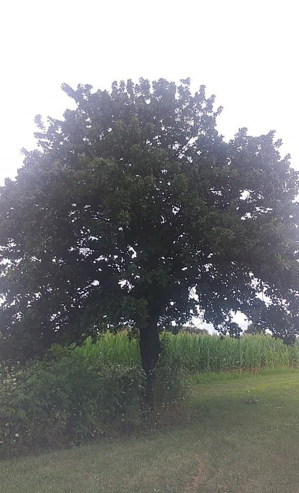 Photo of Blackjack Oak (Quercus marilandica) uploaded by Deppizzymo