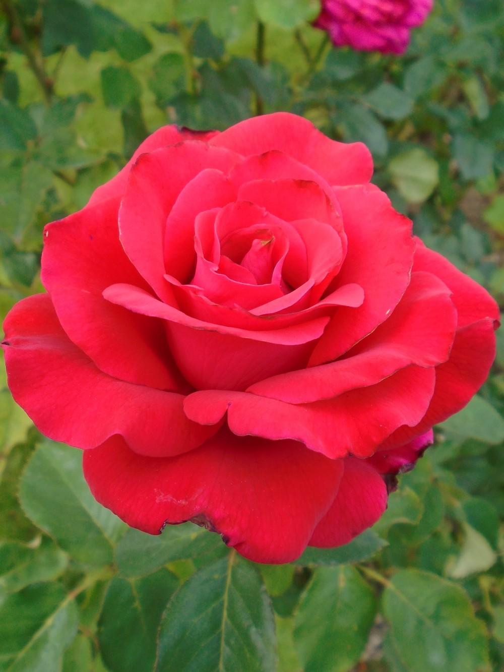 Photo of Rose (Rosa 'Let Freedom Ring') uploaded by Paul2032